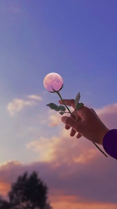 Instagram & WhatsApp Aesthetic Flower Boys Dpz